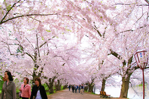 弘前公園桜まつりイメージ